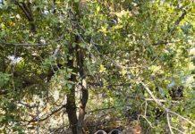 الجيش الإسرائيلي “يزعم” العثور على أسلحة لحزب الله جنوبًا